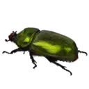 Beetle