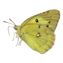 Meadow Butterfly