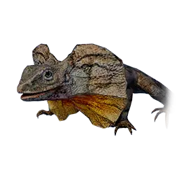Frilled-neck Lizard