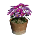 Purple Gerbera Flower Pot