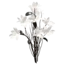 Dendrobium Orchid