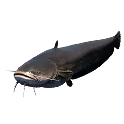 Catfish