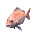 Red Seabream