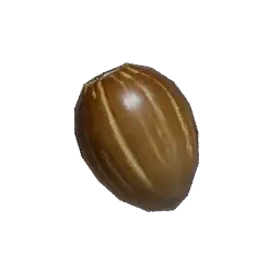 Cacao Seed
