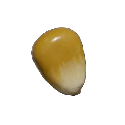 Corn Seed