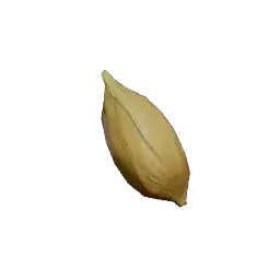 Orange Seed