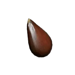 Pear Tree Seed
