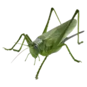 Grasshopper