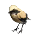 Desert Wheatear