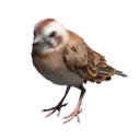 Meadow Bunting