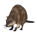 Muskrat