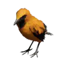 Black-Naped Oriole