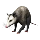 Opossum
