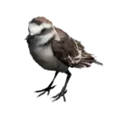 Kentish Plover