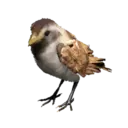 Sparrow
