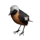 White-winged Redstart