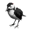 Three-Toed Woodpecker