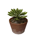 Leafy Pot