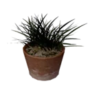 Small Plant Pot