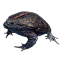 Burrowing Toad