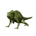 Chameleon