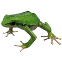 Tree Frog