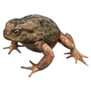 Toad