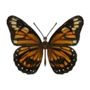 Tiger Mimic Queen Butterfly