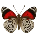 Eighty-eight Butterfly