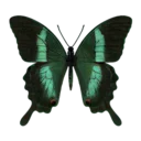 Banded Peacock Butterfly