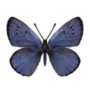 Blue Lycaenid Butterfly