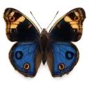 Southern Blue Peacock Butterfly