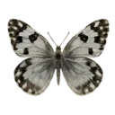 Checkered White Butterfly