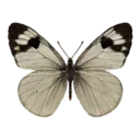 White Butterfly