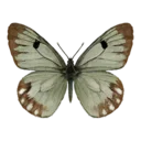 Green Sulphur Butterfly