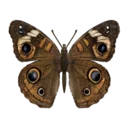 Buckeye Butterfly