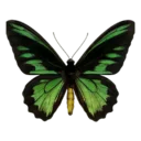 Green Birdwing Butterfly