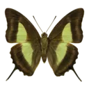 Nawab Butterfly