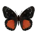 Crimson Patch Butterfly