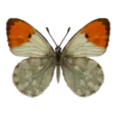 Scarlet Leafwing Butterfly