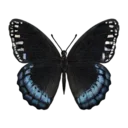 Diana Fritillary Butterfly
