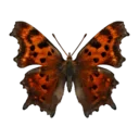 Yellow Comma Butterfly
