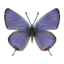 Blue Tailed Butterfly