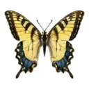 Swallowtail