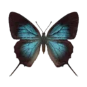 Great Purple Hairstreak Butterfly