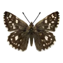Grizzled Skipper Butterfly