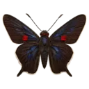 Guava Skipper Butterfly