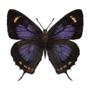 Violet Hairstreak Butterfly