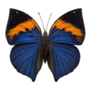 Orange Oakleaf Butterfly