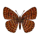 Little Metalmark Butterfly